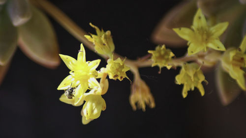 Close-up of yellow flowering plant against black background