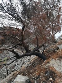 Low angle view of bare tree against sky