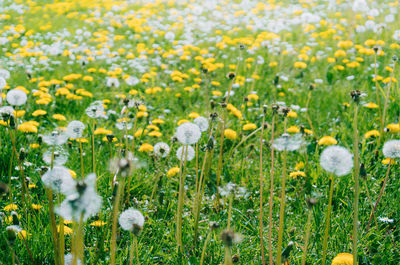 Close-up of fresh white flowers in field