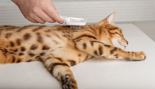 The owner carefully combs the bengal cat. pet care.