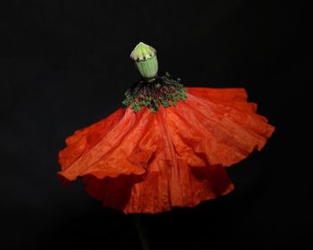 Close-up of red flower against black background