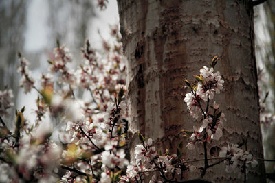 Close-up of flowers on tree