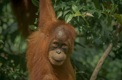 Wild orangutan in the jungle, sumatra, bukit lawang