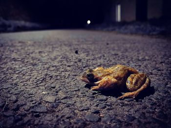 Close-up of crab on street