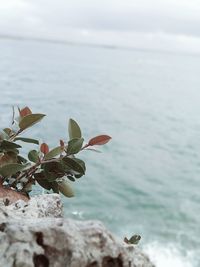 Plant growing on rocks by sea against sky