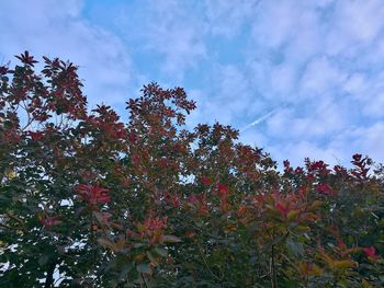 Low angle view of flower trees against sky