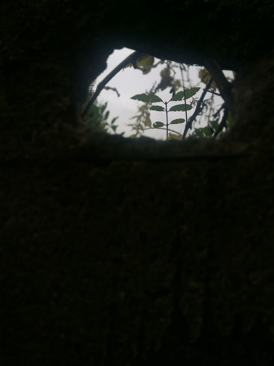 TREES AGAINST SKY SEEN THROUGH ARCHWAY