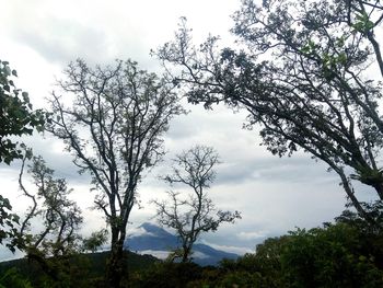 Low angle view of trees against sky