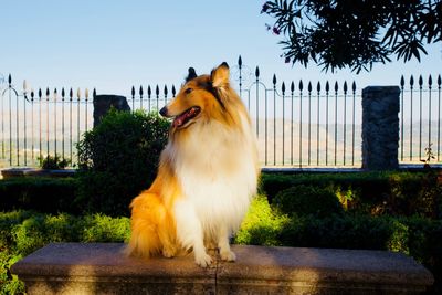Dog looking away while sitting on tree against sky