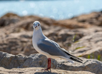 Close-up of seagull perching on rock