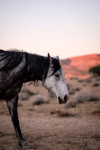 View of a horse on field