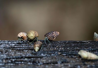 Close-up of shell on wood