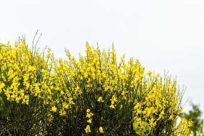 Close-up of yellow flower tree against clear sky