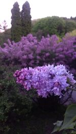 Close-up of pink flowers