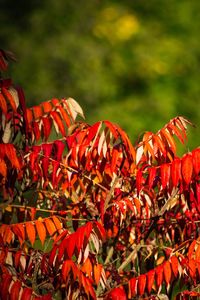 Close-up of red flowers blooming outdoors