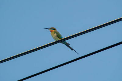 Low angle view of bird perching on cable