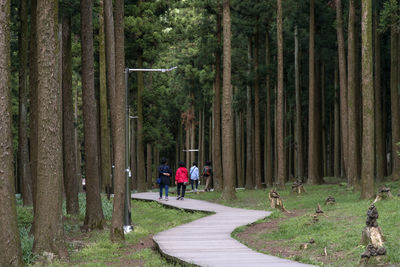 Rear view of hikers walking on boardwalk in jeju jeolmul recreational forest