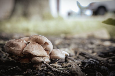 Close up of backyard fungus toadstool growing in a cluster.