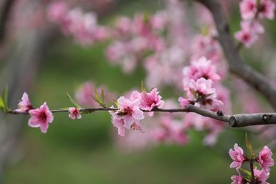 Close-up of insect on pink flowers