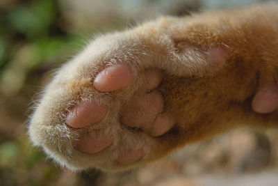 Close-up of cats paw