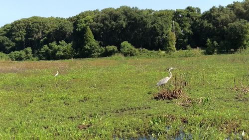 High angle view of gray heron on field by lake