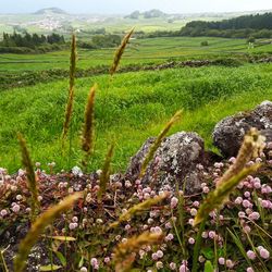 Scenic view of grassy field