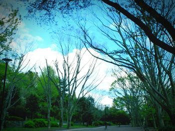 Trees growing against sky