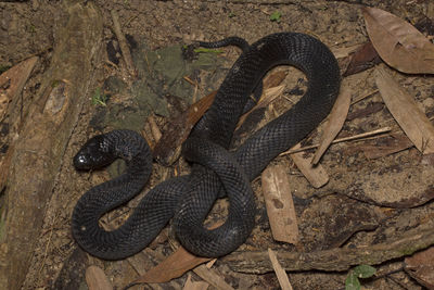 Close-up of snake on ground