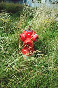 Red bell on grass field