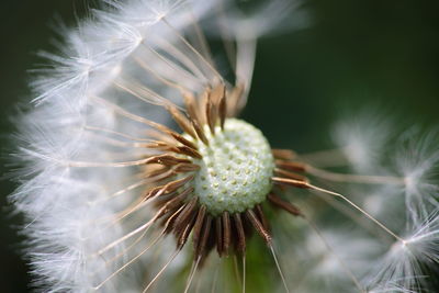 Close-up of dandelion