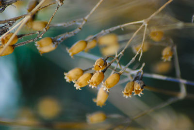 Close-up of flowering plant