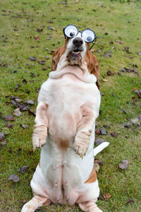 Dog on field wearing funny glasses 