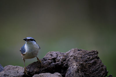 Close-up of bird perching on rock