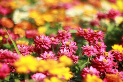 Close-up of pink flowering plants