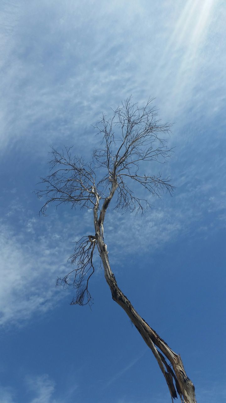 low angle view, sky, branch, bare tree, nature, tree, tranquility, beauty in nature, cloud - sky, blue, cloud, day, dead plant, growth, outdoors, no people, tree trunk, dried plant, scenics, single tree