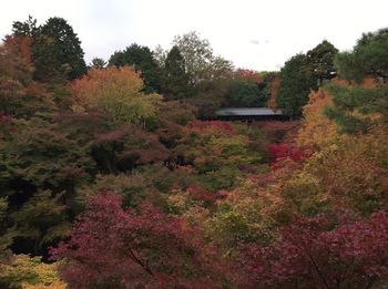 Trees in autumn