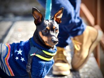 Portrait of dog looking at camera