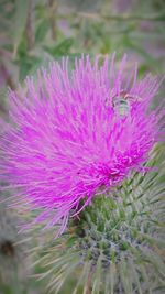 Close-up of pink flowers