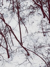 Low angle view of bare trees against sky