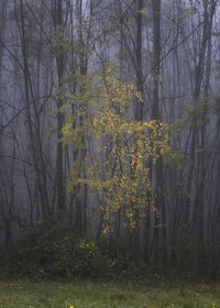 Trees in forest