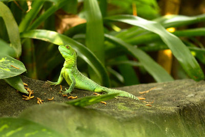 Close-up of lizard on leaf