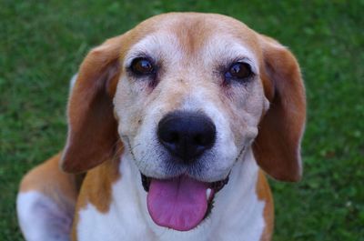 Close-up portrait of dog