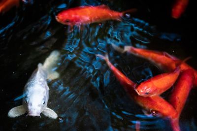 Fish swimming in sea