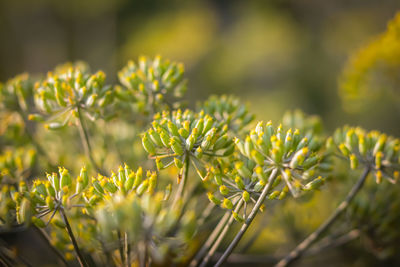 Close-up of yellow flowering plant