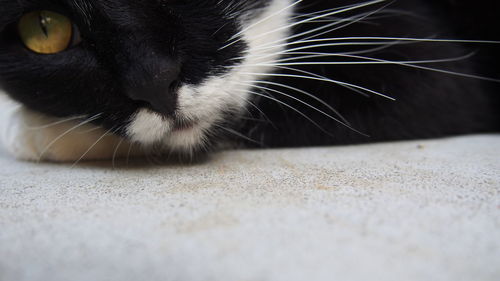 Close-up portrait of cat