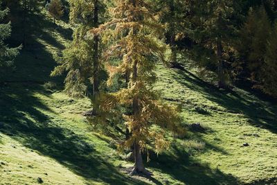 Trees in forest