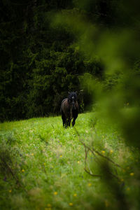 Horse in a field