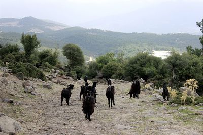 View of tourists walking on field against sky