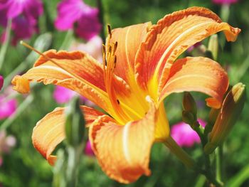 Close-up of orange day lily