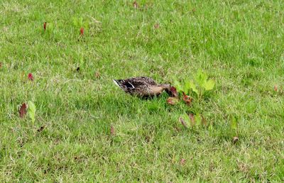 High angle view of bird on field